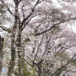 栃木市宮町の桜並木