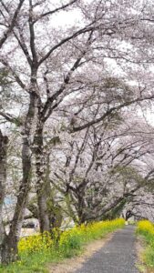 栃木市宮町の桜並木