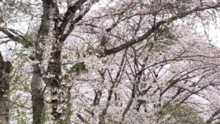 栃木市宮町の桜並木